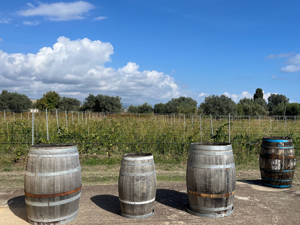 barrique per il vino greco di bianco