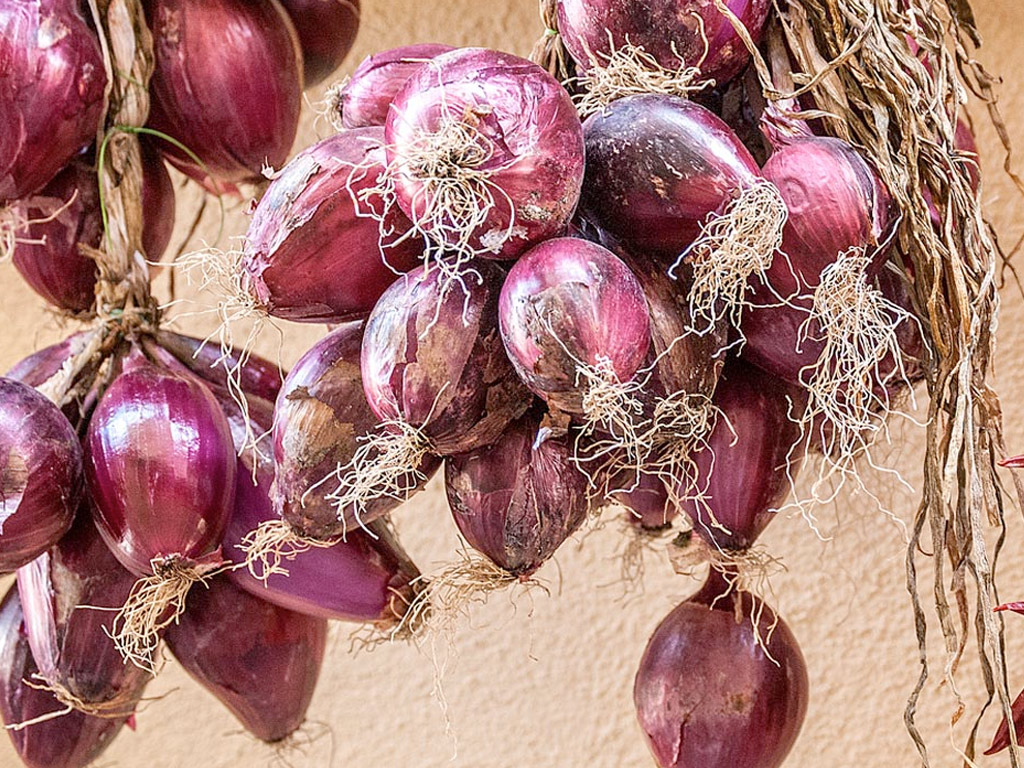 cipolla rossa di tropea igp