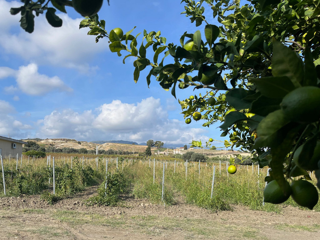 vigneto del vino greco di bianco